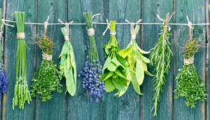 Zioła wspierają właściwe odżywianie.